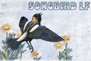 Songbird LF: A Decorative Typeface That Sings in Branding